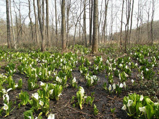 140426_1255_大久保池のミズバショウ（信濃町）