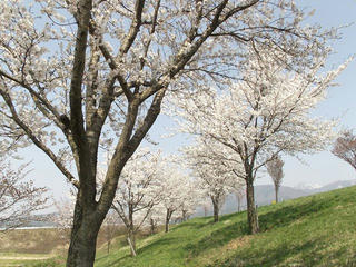 140426_1401_道の駅千曲川近くにあるサクラ並木（飯山市）