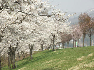 140426_1359_道の駅千曲川近くにあるサクラ並木（飯山市）