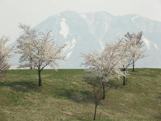 140426_1408_道の駅千曲川近くにあるサクラ並木（飯山市）