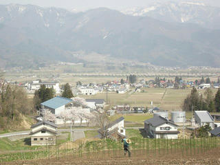140426_1436_道の駅千曲川近くにあるサクラ並木（飯山市）