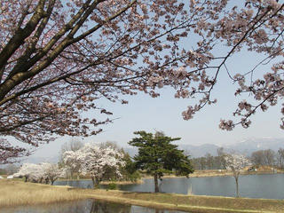 140426_1442_長峰スポーツ公園のサクラ（飯山市）