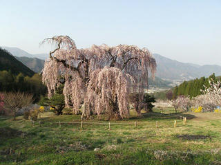 140427_0711_弁天さんのしだれ桜（須坂市）