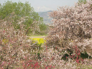 140427_0752_千曲川ふれあい公園（小布施町）
