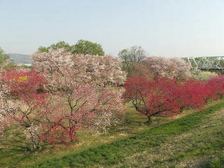 140427_0751_千曲川ふれあい公園（小布施町）