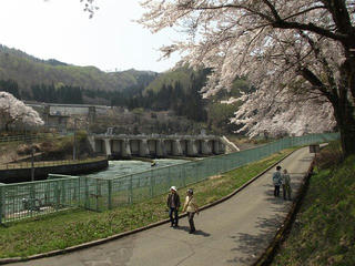 140427_1051_東京電力西大滝ダムのサクラ（飯山市）