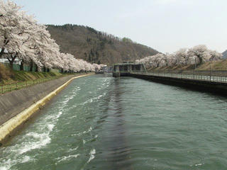 140427_1052_東京電力西大滝ダムのサクラ（飯山市）