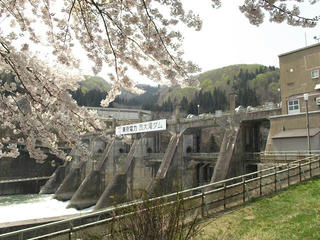 140427_1057_東京電力西大滝ダムのサクラ（飯山市）