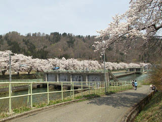 140427_1108_東京電力西大滝ダムのサクラ（飯山市）