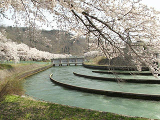 140427_1115_東京電力西大滝ダムのサクラ（飯山市）