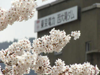 140427_1116_東京電力西大滝ダムのサクラ（飯山市）
