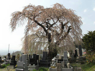 140427_1326_宇木の古代桜・区民会館前の桜（山ノ内町）