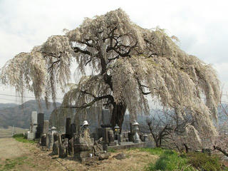 140427_1345_宇木の古代桜・大久保の桜（山ノ内町）