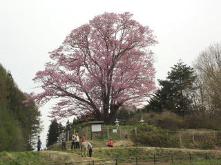 140429_0817_地蔵久保のオオヤマザクラ（飯綱町）