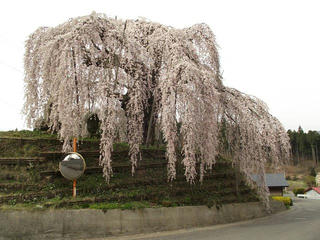 140429_0823_袖之山のシダレザクラ（飯綱町）