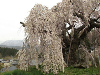 140429_0825_袖之山のシダレザクラ（飯綱町）