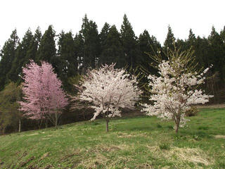 140429_0830_山間に咲くサクラ（飯綱町）
