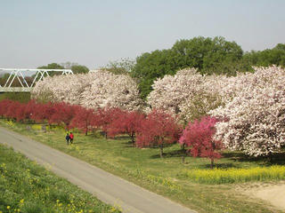 140504_0737_千曲川ふれあい公園（小布施町）