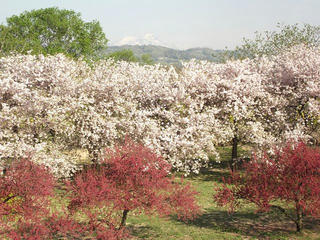 140504_0738_千曲川ふれあい公園（小布施町）