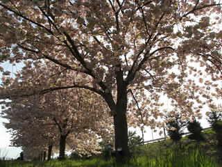 140504_0730_千曲川ふれあい公園（小布施町）