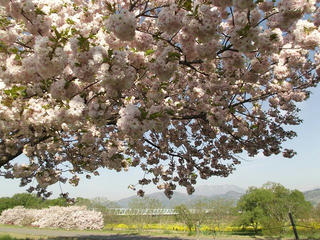 140504_0735_千曲川ふれあい公園（小布施町）