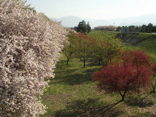 140504_0741_千曲川ふれあい公園（小布施町）