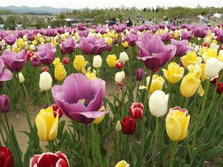 140504_1635_国営越後丘陵公園（新潟県長岡市）