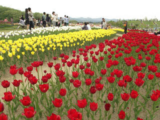 140504_1633_1_国営越後丘陵公園（新潟県長岡市）