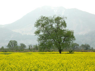 140505_1235_第３１回いいやま菜の花まつり（飯山市）
