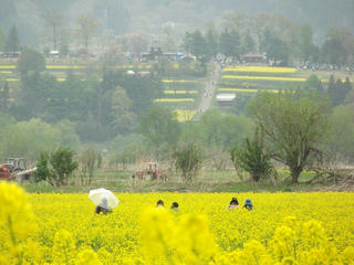 140505_1238_第３１回いいやま菜の花まつり（飯山市）