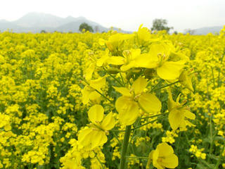 140505_1240_第３１回いいやま菜の花まつり（飯山市）