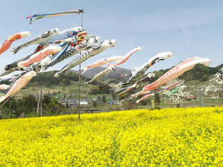 130506_1126_中野市穴田の菜の花畑（中野市）