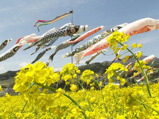 130506_1128_中野市穴田の菜の花畑（中野市）