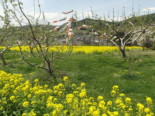 130506_1130_中野市穴田の菜の花畑（中野市）