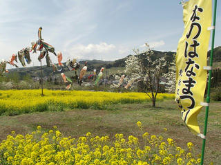 130506_1131_中野市穴田の菜の花畑（中野市）