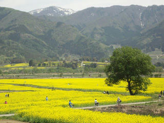 140506_1201_飯山市常盤の菜の花畑（飯山市）