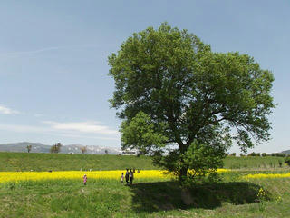 140506_1206_飯山市常盤の菜の花畑（飯山市）