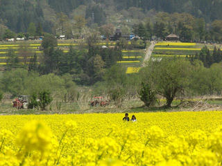 140506_1210_飯山市常盤の菜の花畑（飯山市）