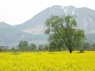 140506_1205_飯山市常盤の菜の花畑（飯山市）