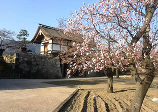 140412_0648_松代城跡に咲く梅の花（長野市松代町）