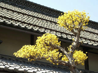 140412_0942_第１１回信州松代ウォーキング・あんずの花と山里コース１２ｋｍ（長野市松代町）