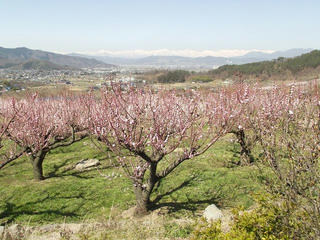 140412_1020_東条のあんず（長野市松代町）
