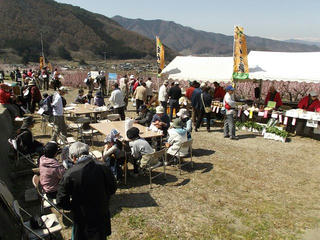 140412_1021_東条のあんず（長野市松代町）