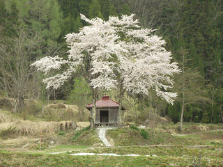 140503_1303_北安曇郡小谷村千国甲の小さなお堂に咲くサクラ（小谷村）