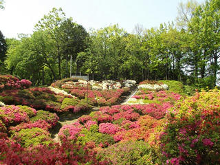 140510_1257_台城公園のつつじ（松川町）