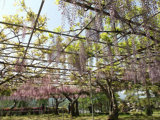 140510_1314_泉龍院の三色藤（豊丘村）