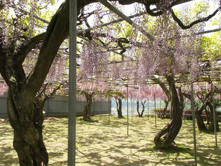 140510_1315_泉龍院の三色藤（豊丘村）