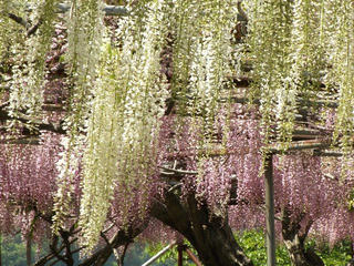 140510_1319_泉龍院の三色藤（豊丘村）