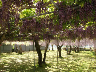 140510_1317_泉龍院の三色藤（豊丘村）