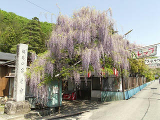 140510_1341_阿島の大藤（喬木村）